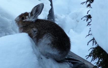 Snowshoe hare in late November